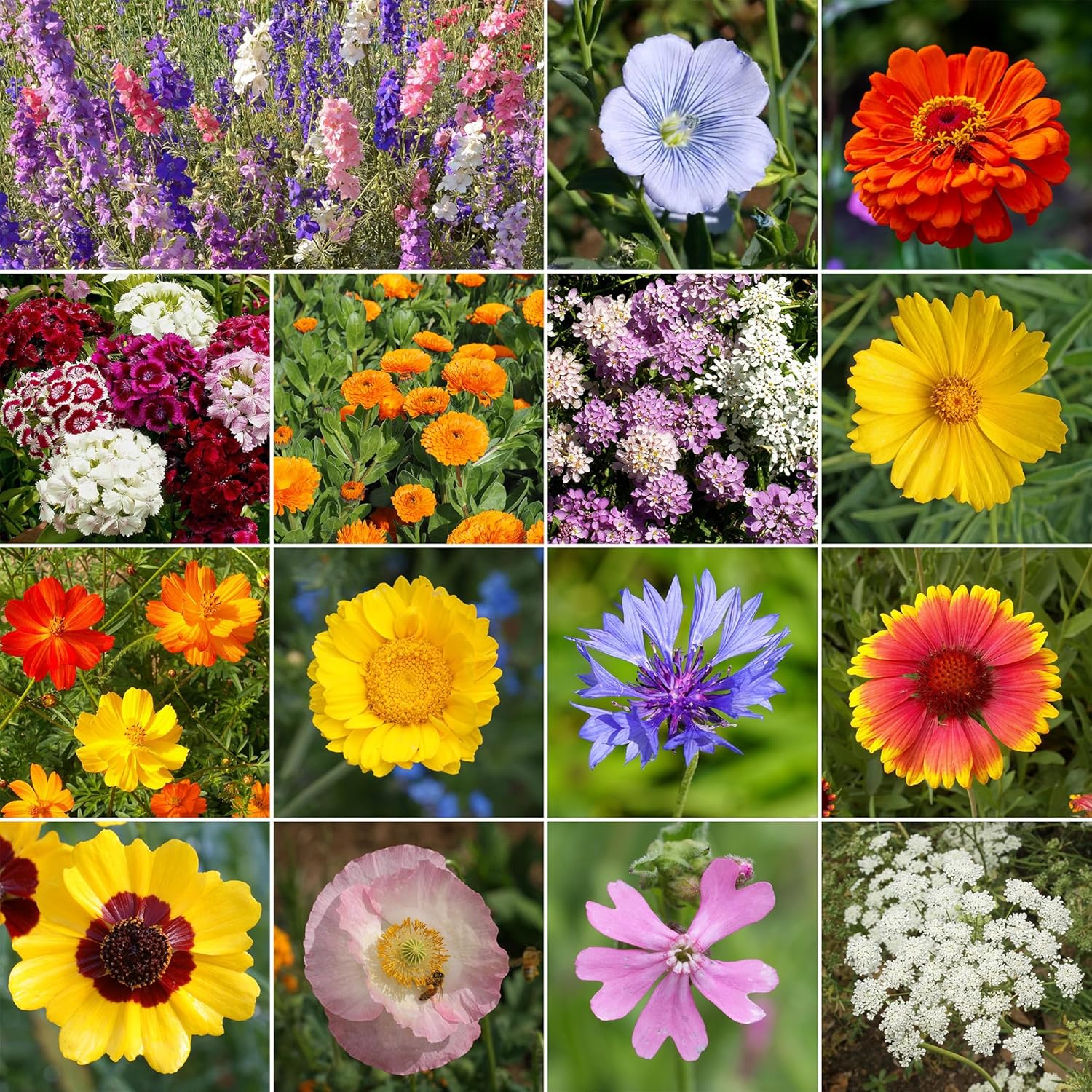 Ferry-Morse Mediterranean Mix Bulk Wildflower Seeds, 1lb