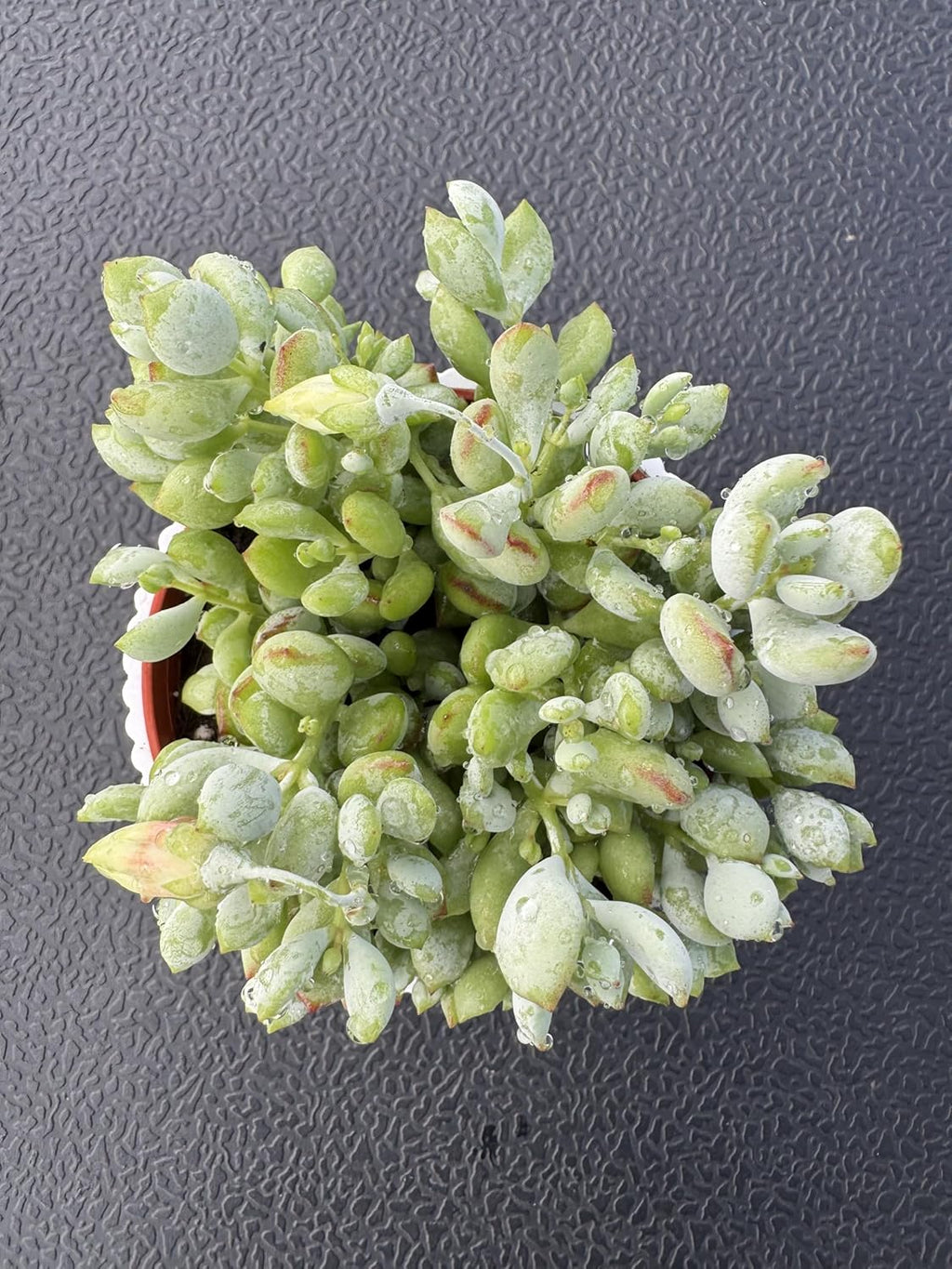 4" Cotyledon Pendens in White Stripe Pot, Live Succulent Rare House Plant for Home Office Wedding Indoor Outdoor Decoration, DIY Projects, Party Favor