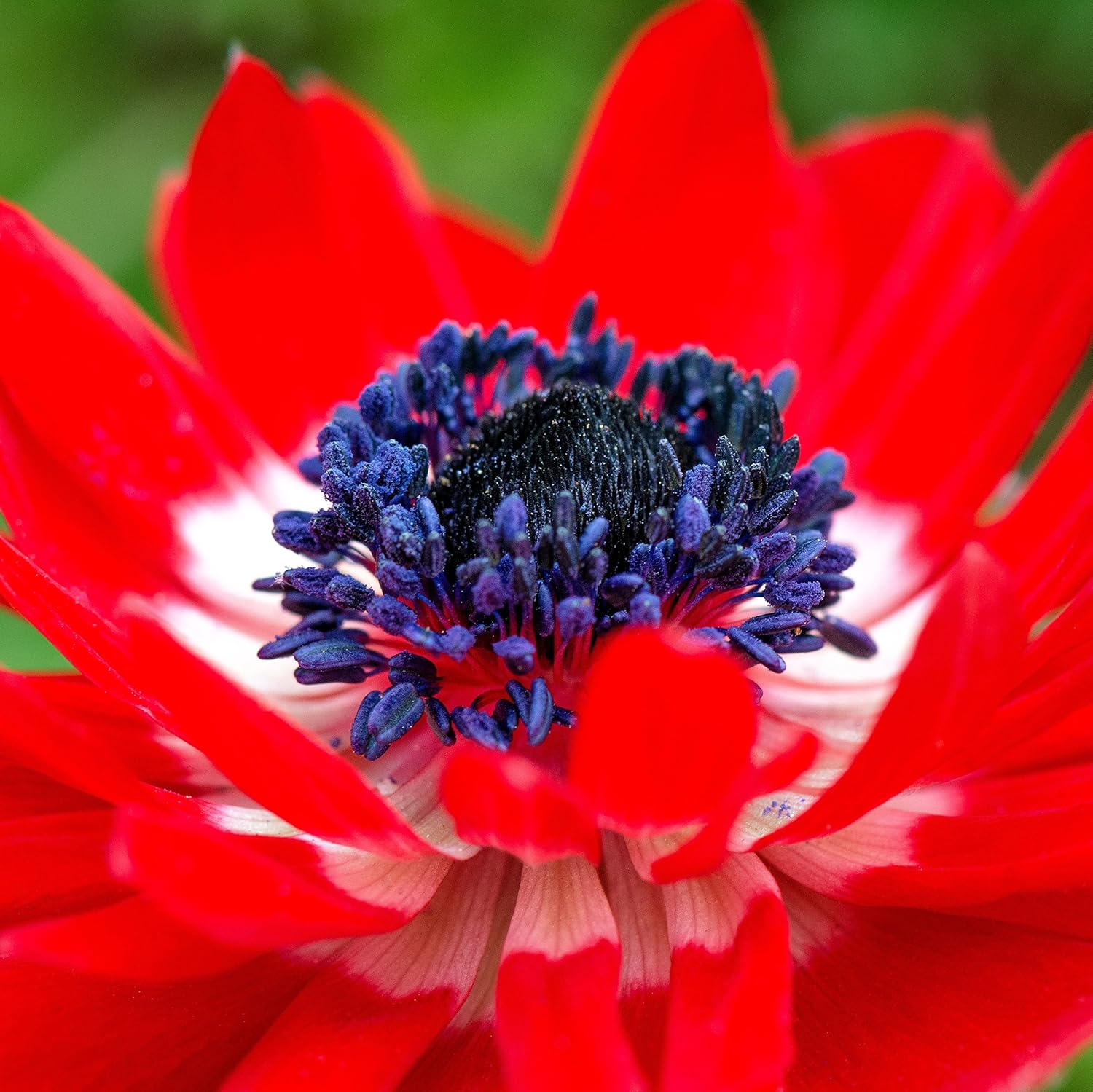 Easy to Grow Anemone The Governor 20 Plant Bulbs - Bright Red Flowers in Spring Outdoor, Full Sun