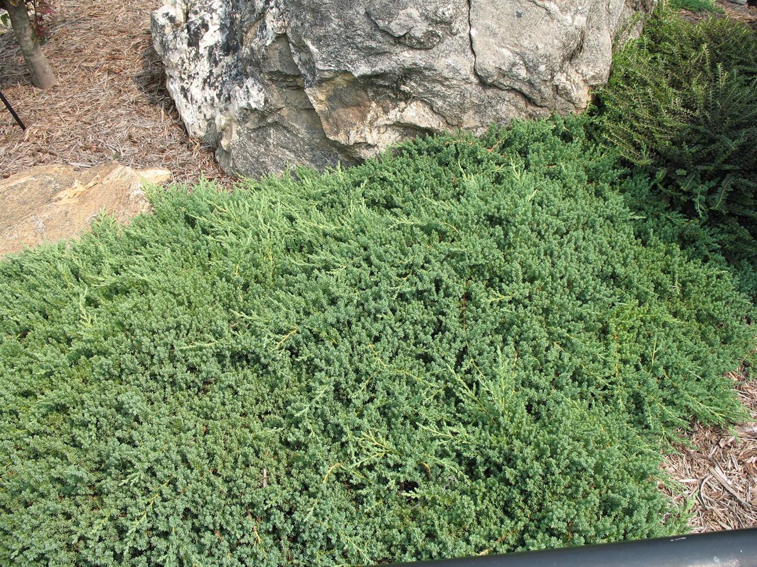 Juniper Procumbens Nana - 30 Live Plants - Drought Tolerant Evergreen Groundcover - Great for Bonsai