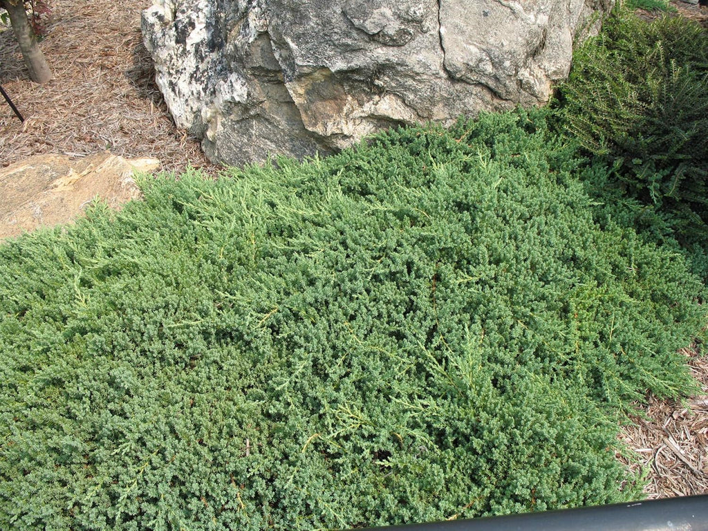 Juniper Procumbens Nana - 3 Live Plants - Drought Tolerant Evergreen Groundcover - Great for Bonsai